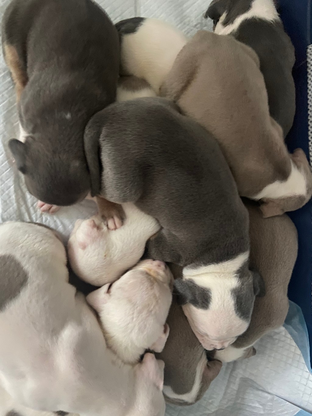 The History of American Bullies and Why They Make Perfect Family&nbsp;Dogs